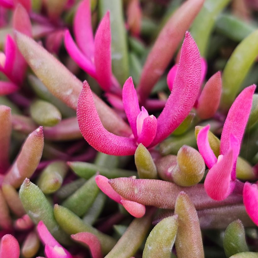 Delosperma Desert Dancers Red (Folhagem)