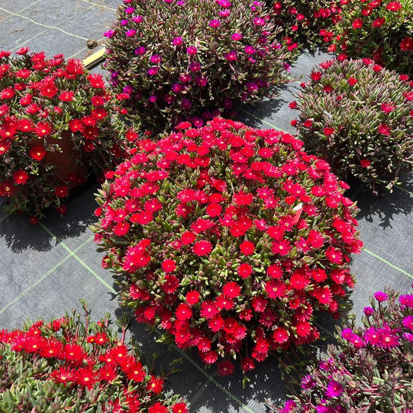 Delosperma Desert Dancers Red (Hábito)