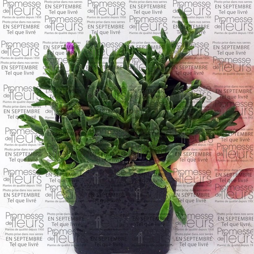 Exemplo de amostra de Delosperma Table Mountain - Pourpier vivace  Godet de 7/8 cm tal como entregue