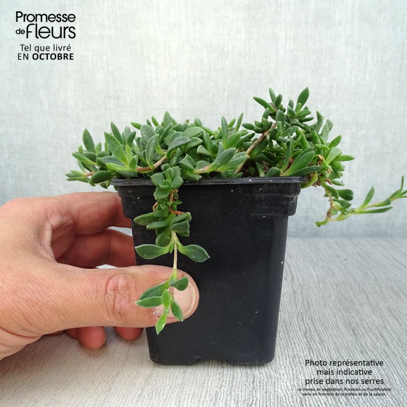 Amostra de Delosperma cooperi Table Mountain Vaso de 7/8 cm tal como entregue no outono