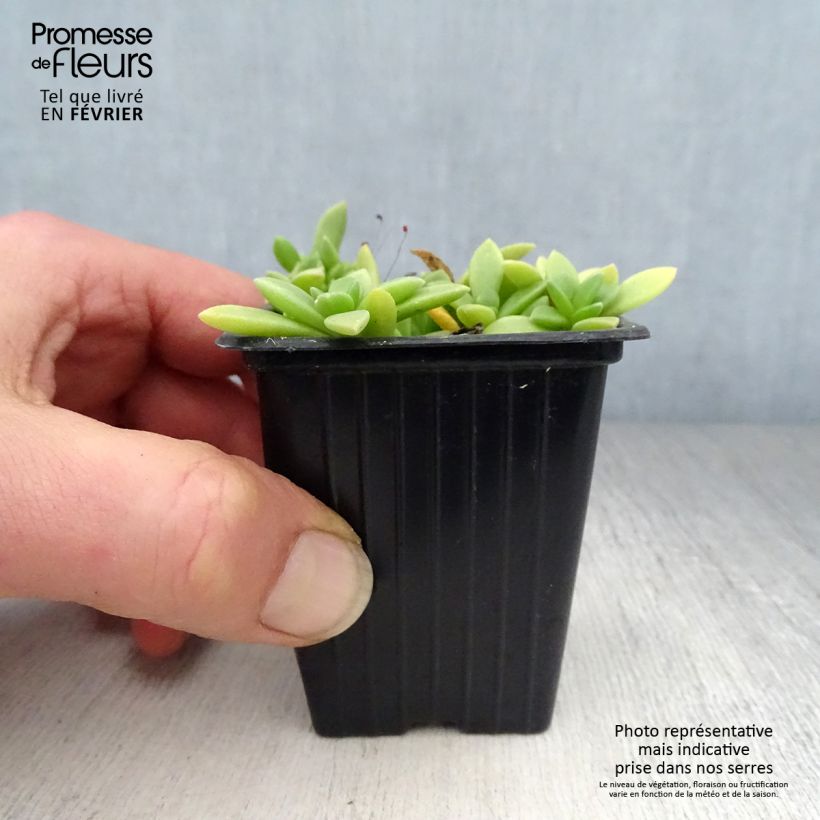 Amostra de Delosperma Table Mountain - Pourpier vivace  Vaso de 7/8 cm tal como entregue no inverno