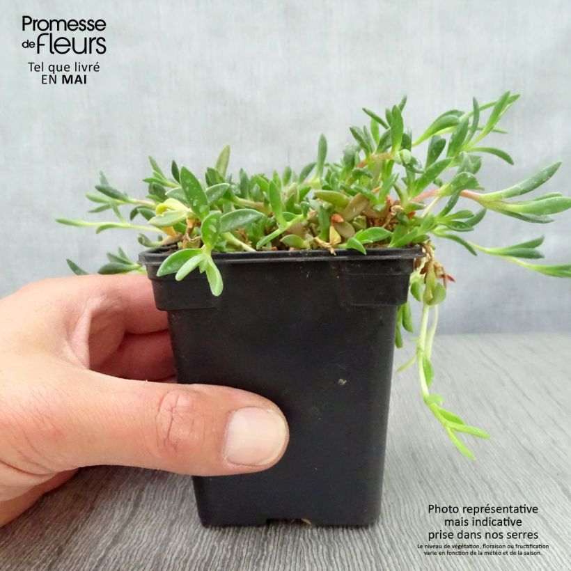 Amostra de Delosperma cooperi Table Mountain Vaso de 7/8 cm tal como entregue na primavera
