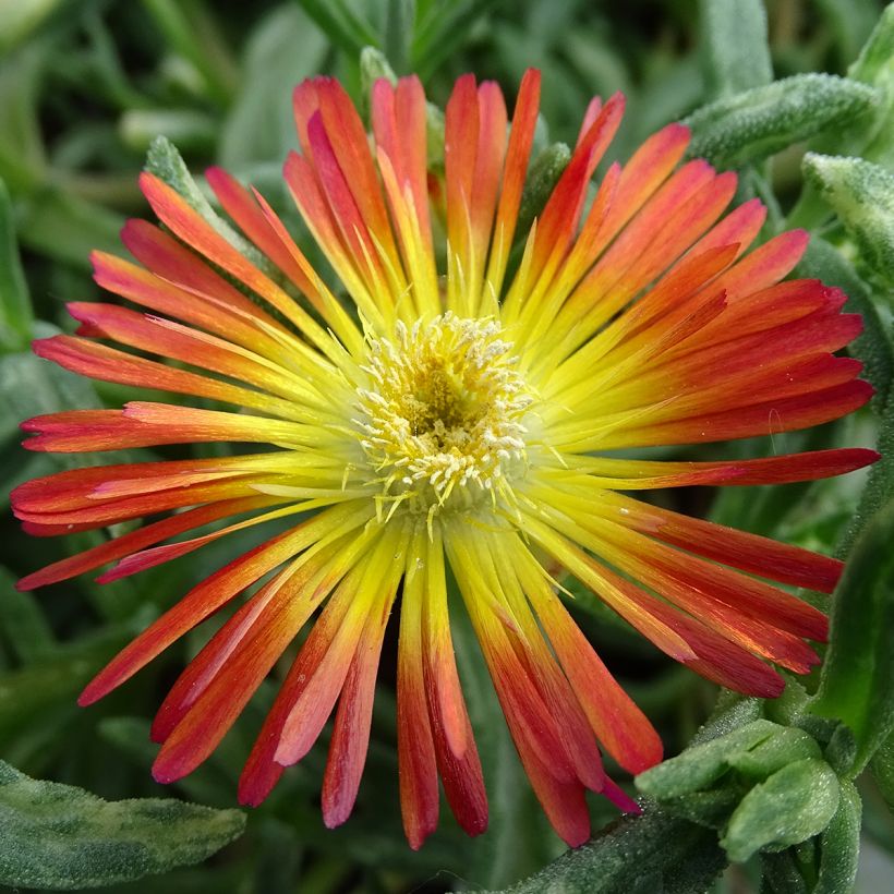 Delosperma Wheels of Wonder Fire (Floração)