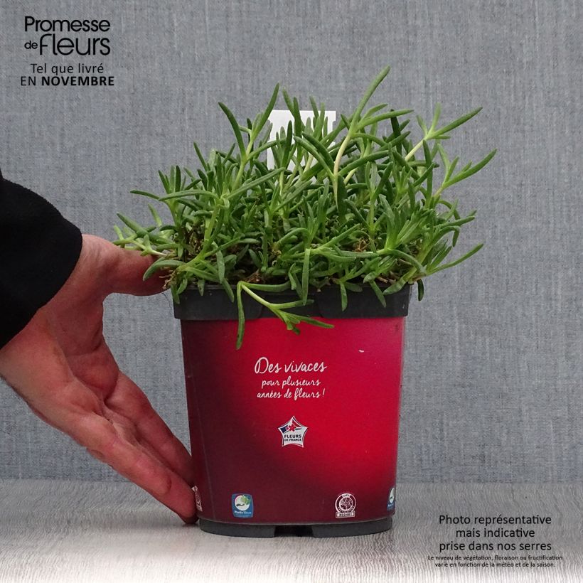 Amostra de Delosperma Wheels of Wonder Fire Vaso de 2 L/3 L tal como entregue no outono