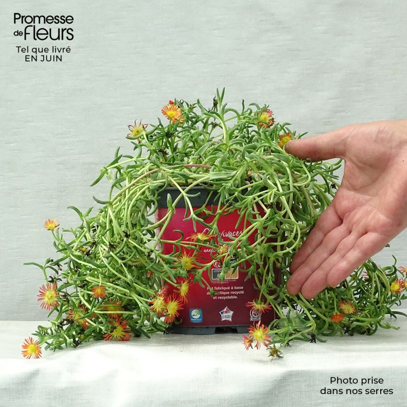 Amostra de Delosperma Wheels of Wonder Fire Vaso de 2 L/3 L tal como entregue no verão