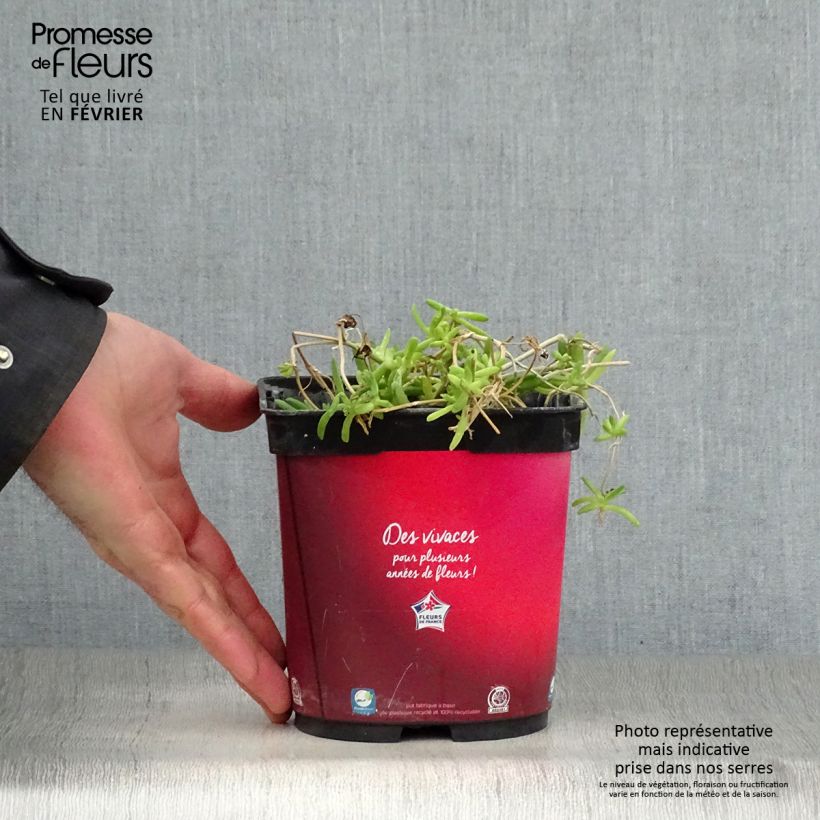 Amostra de Delosperma Wheels of Wonder Fire Vaso de 2 L/3 L tal como entregue no inverno