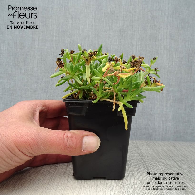 Amostra de Delosperma Wheels of Wonder Fire Vaso de 7/8 cm tal como entregue no outono