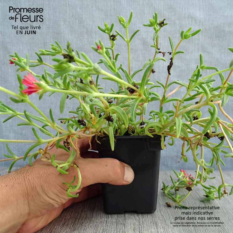 Amostra de Delosperma Wheels of Wonder Fire Vaso de 7/8 cm tal como entregue no verão