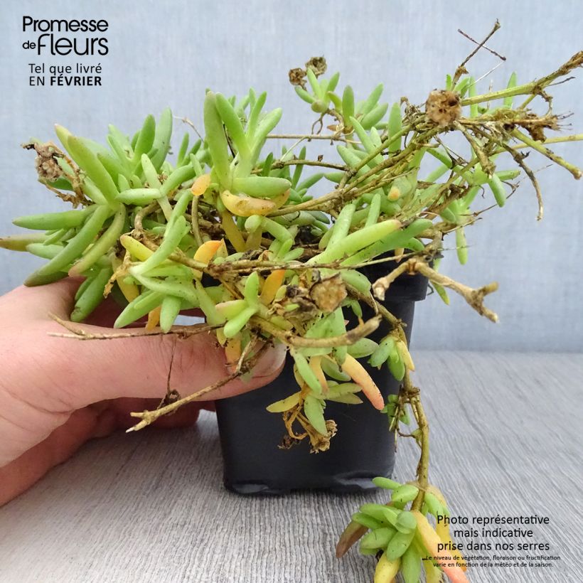 Amostra de Delosperma Wheels of Wonder Fire Vaso de 7/8 cm tal como entregue no inverno