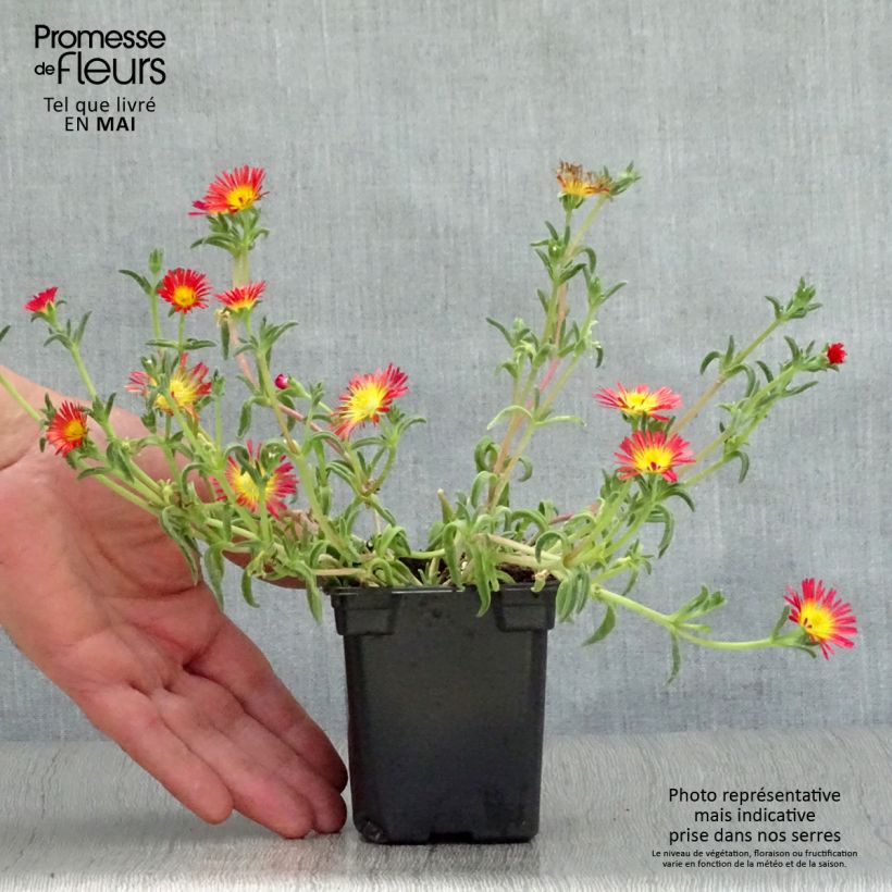 Amostra de Delosperma Wheels of Wonder Fire Vaso de 7/8 cm tal como entregue na primavera