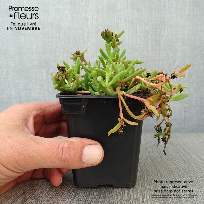 Amostra de Delosperma Wheels of Wonder Golden Vaso de 7/8 cm tal como entregue no outono