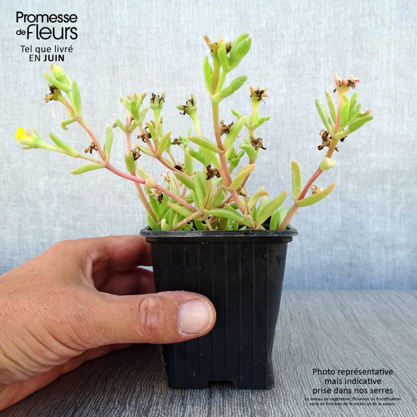 Amostra de Delosperma Wheels of Wonder Golden Vaso de 7/8 cm tal como entregue no verão