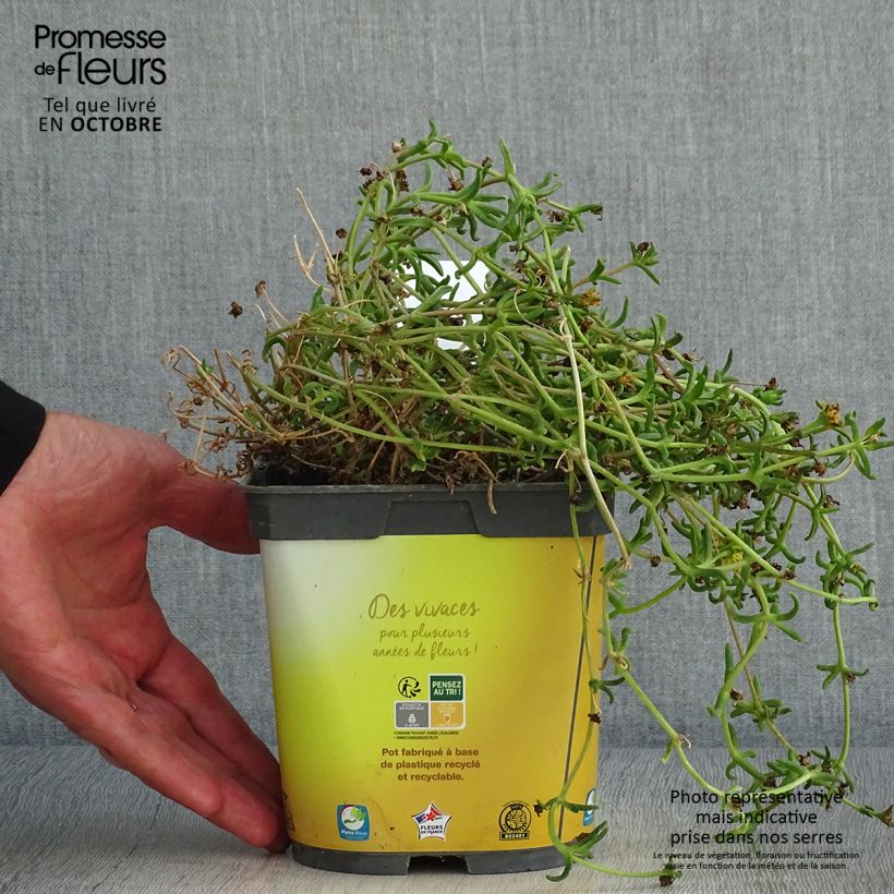 Amostra de Delosperma Wheels of Wonder Golden Vaso de 2 L/3 L tal como entregue no outono