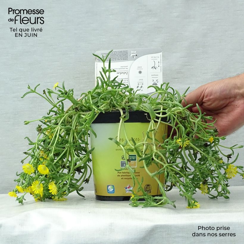 Amostra de Delosperma Wheels of Wonder Golden Vaso de 2 L/3 L tal como entregue no verão