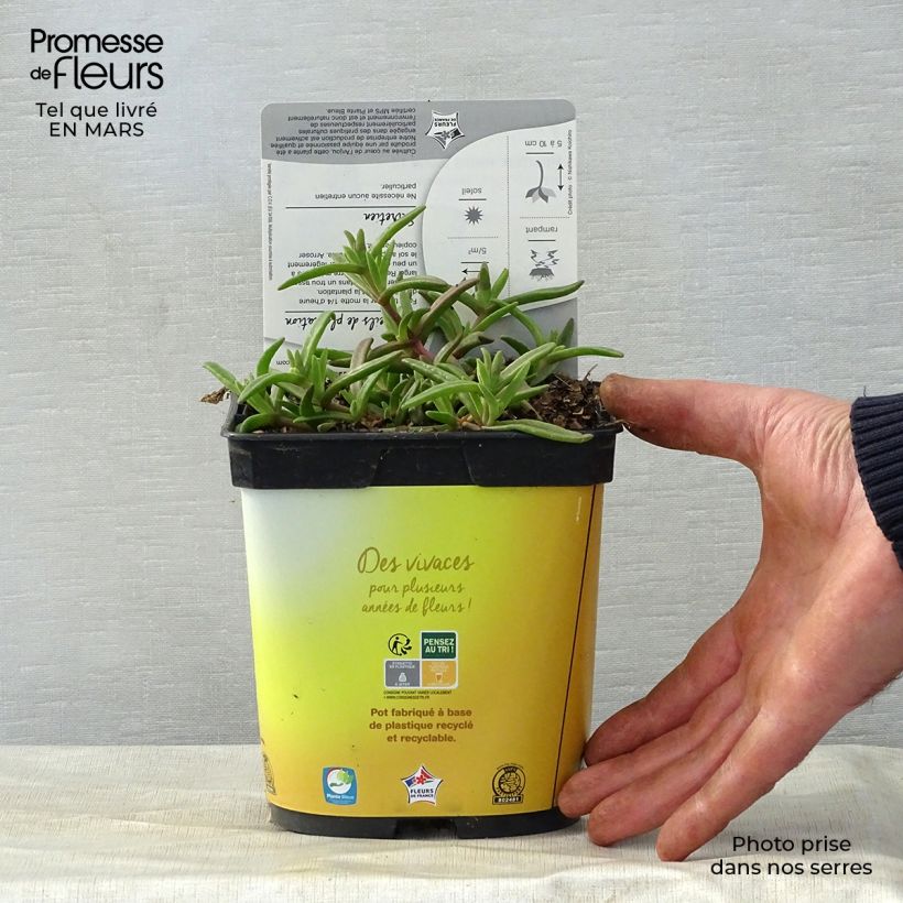 Amostra de Delosperma Wheels of Wonder Golden Vaso de 2 L/3 L tal como entregue na primavera