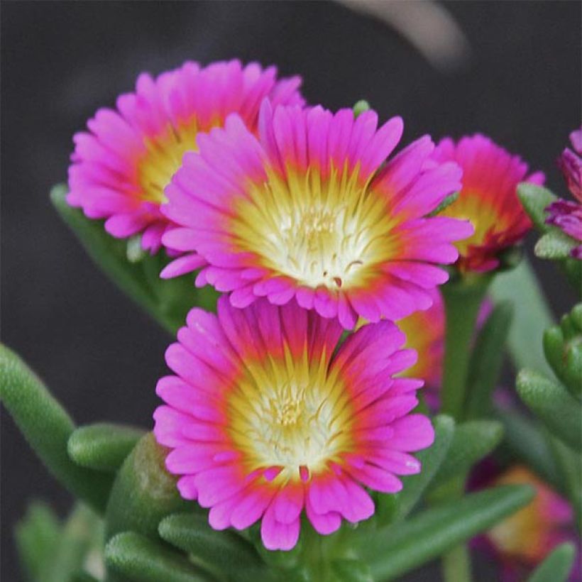 Delosperma Wheels of Wonder Hot Pink (Floração)