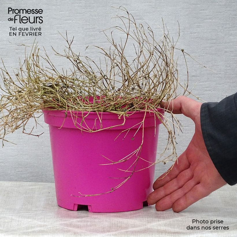 Amostra de Delosperma Wheels of Wonder Hot Pink Vaso de 2 L/3 L tal como entregue no inverno