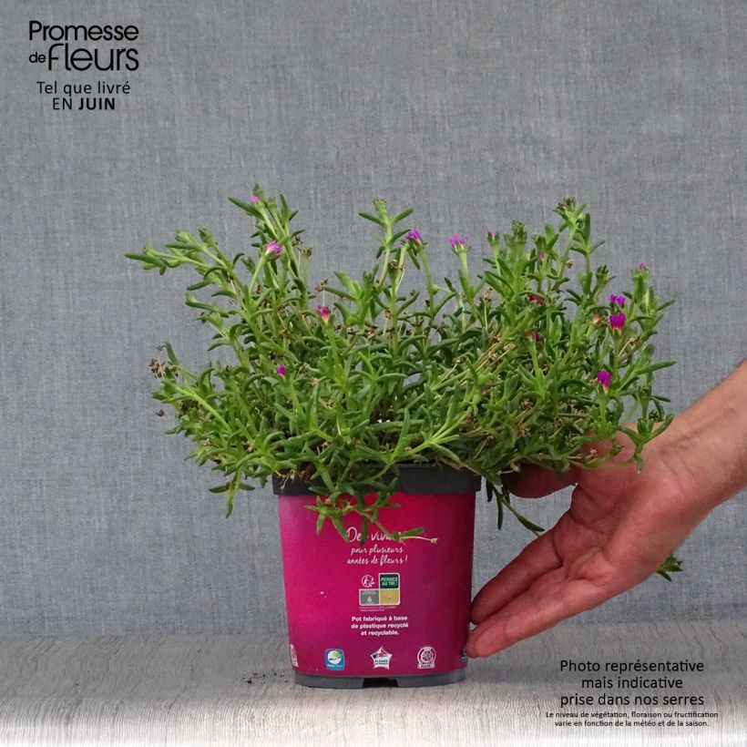 Amostra de Delosperma Wheels of Wonder Hot Pink Vaso de 2 L/3 L tal como entregue no verão