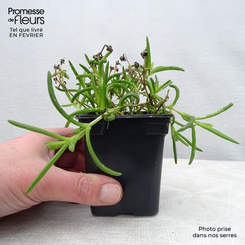 Amostra de Delosperma Wheels of Wonder Hot Pink Vaso de 7/8 cm tal como entregue no inverno