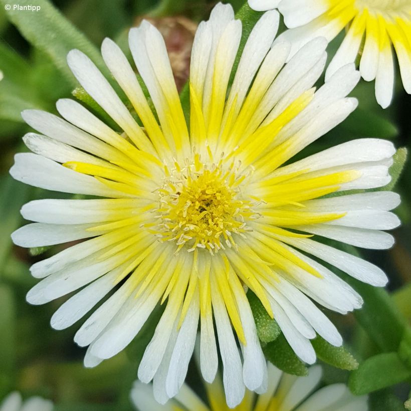 Delosperma Wheels of Wonder Limoncello (Floração)