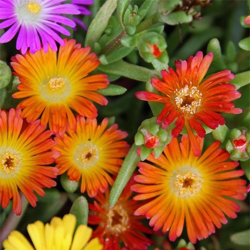 Delosperma Wheels of Wonder Orange (Floração)
