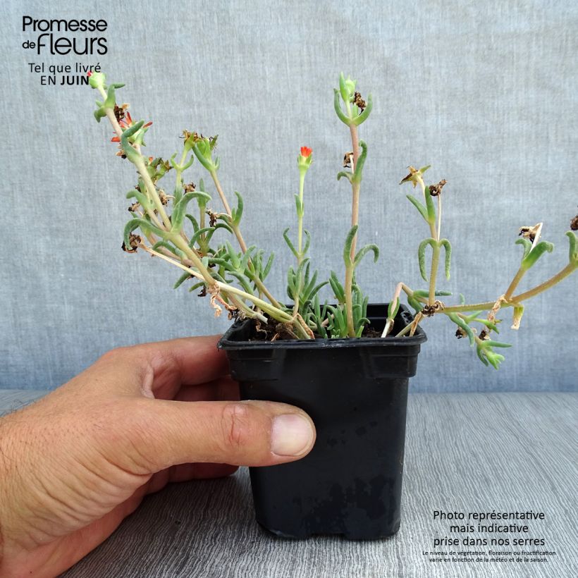 Amostra de Delosperma Wheels of Wonder Orange Vaso de 7/8 cm tal como entregue no verão