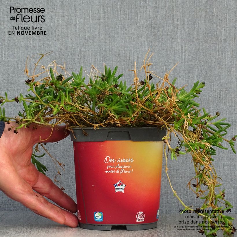 Amostra de Delosperma Wheels of Wonder Orange Vaso de 2 L/3 L tal como entregue no outono