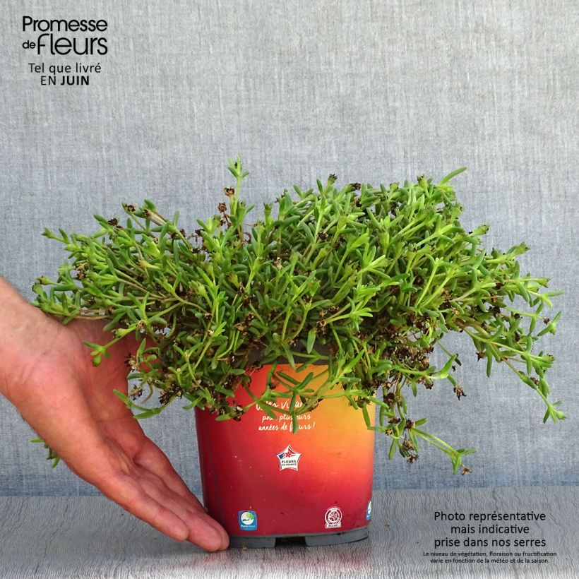 Amostra de Delosperma Wheels of Wonder Orange Vaso de 2 L/3 L tal como entregue no verão