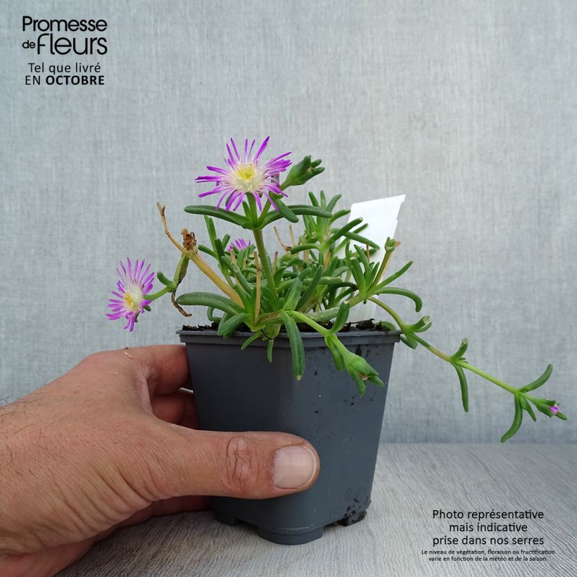 Amostra de Delosperma Wheels of Wonder Violet Vaso de 8/9 cm tal como entregue no outono
