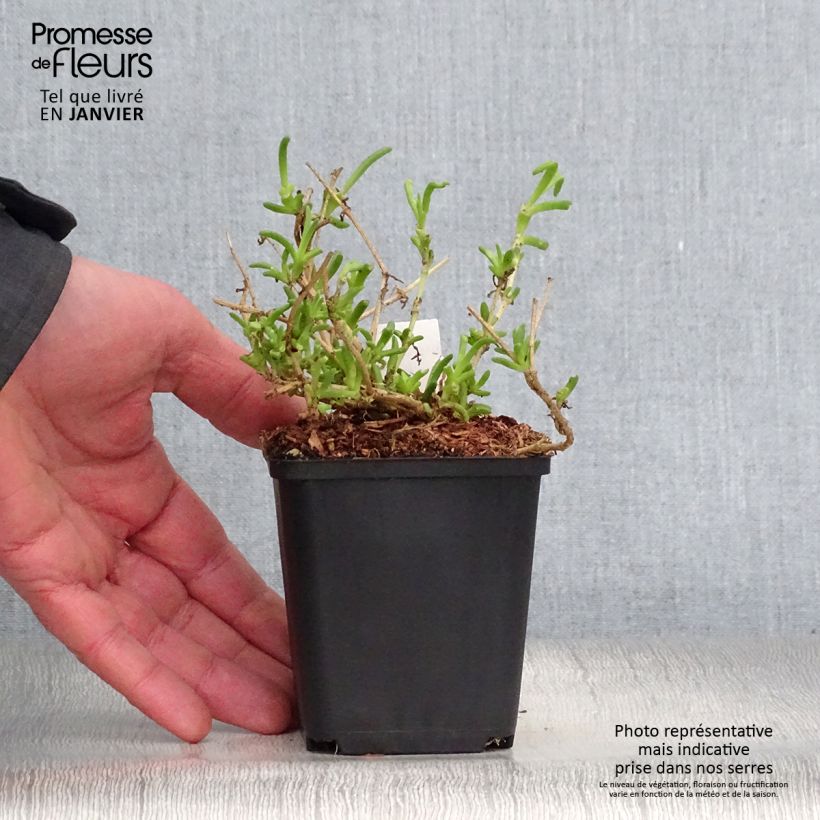 Amostra de Delosperma Wheels of Wonder Violet Vaso de 8/9 cm tal como entregue no inverno