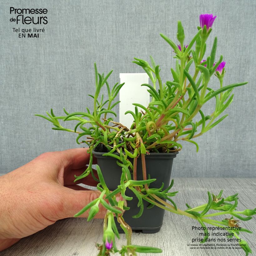Amostra de Delosperma Wheels of Wonder Violet Vaso de 8/9 cm tal como entregue na primavera