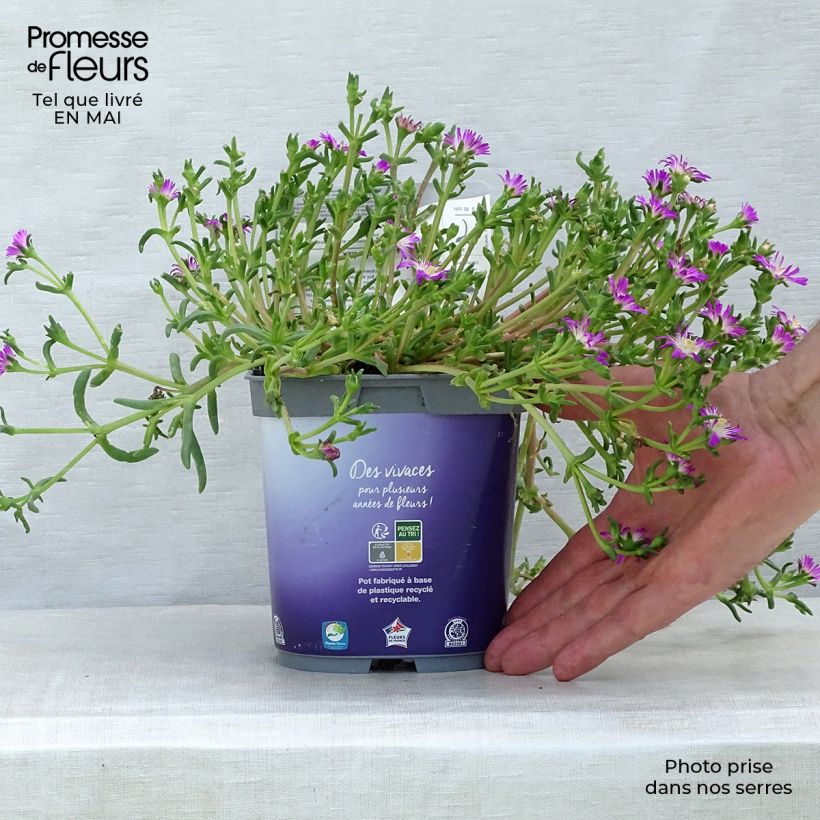 Amostra de Delosperma Wheels of Wonder Violet Vaso de 2 L/3 L tal como entregue na primavera