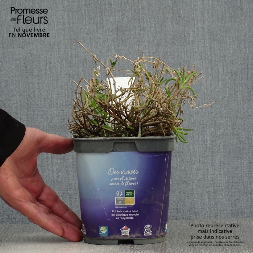Amostra de Delosperma Wheels of Wonder Violet Vaso de 2 L/3 L tal como entregue no outono