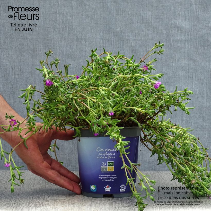 Amostra de Delosperma Wheels of Wonder Violet Vaso de 2 L/3 L tal como entregue no verão