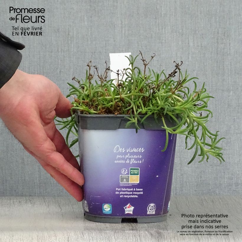 Amostra de Delosperma Wheels of Wonder Violet Vaso de 2 L/3 L tal como entregue no inverno