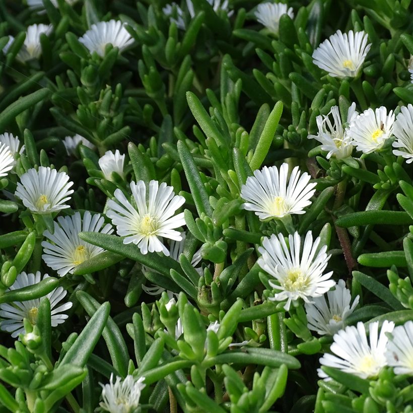 Delosperma Wheels of Wonder White (Folhagem)