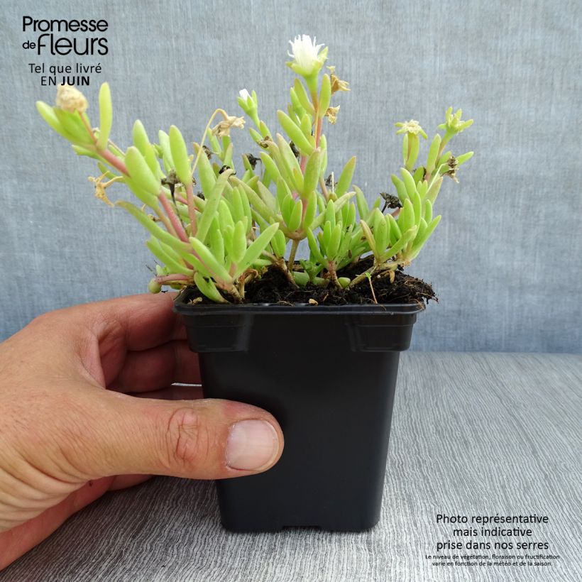 Amostra de Delosperma Wheels of Wonder White Vaso de 7/8 cm tal como entregue no verão