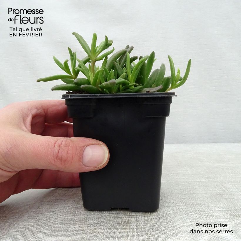 Amostra de Delosperma Wheels of Wonder White Vaso de 7/8 cm tal como entregue no inverno