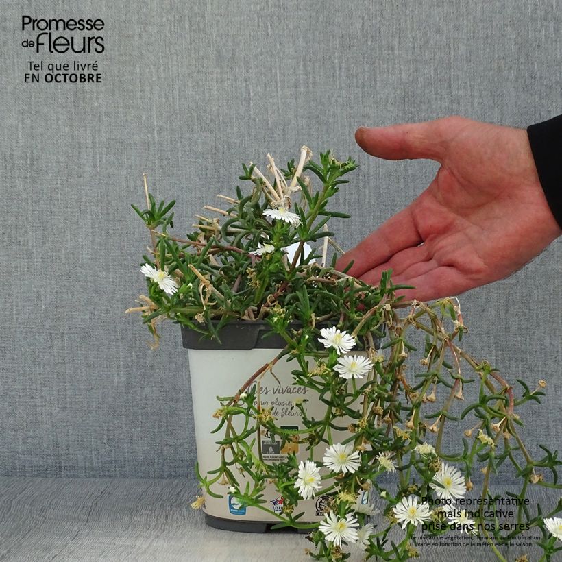 Amostra de Delosperma Wheels of Wonder White Vaso de 2 L/3 L tal como entregue no outono
