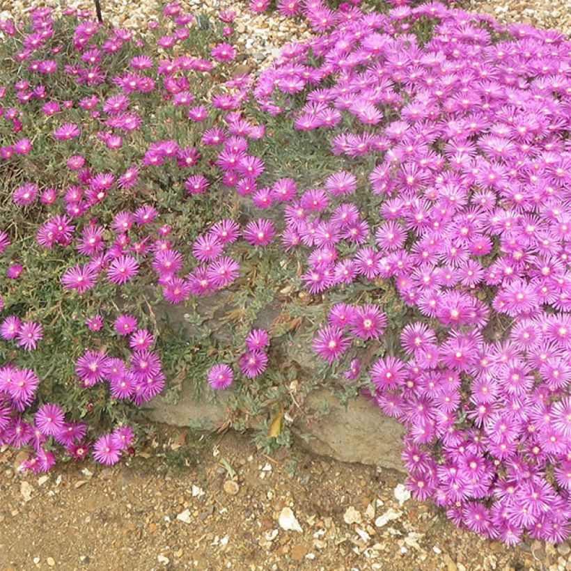 Delosperma cooperi (Floração)