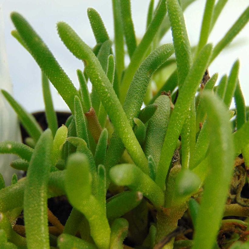 Delosperma cooperi (Folhagem)
