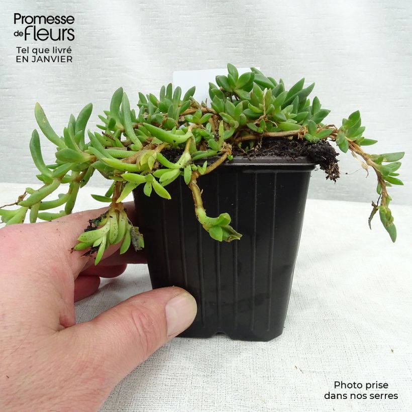 Amostra de Delosperma cooperi - Pourpier de Cooper Vaso de 7/8 cm tal como entregue no inverno
