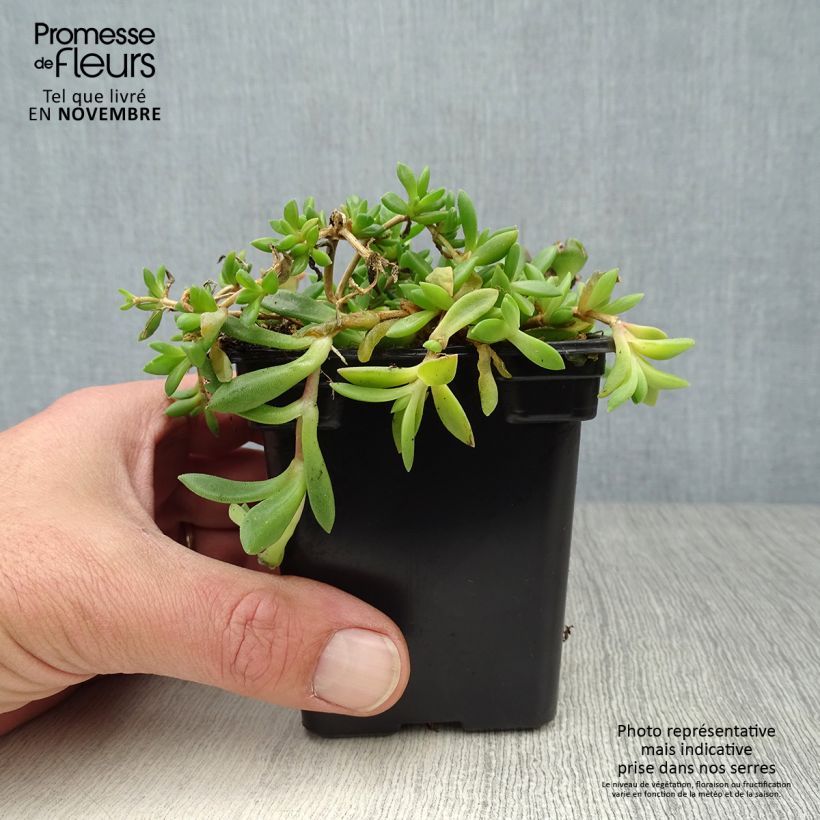 Amostra de Delosperma cooperi Vaso de 7/8 cm tal como entregue no outono