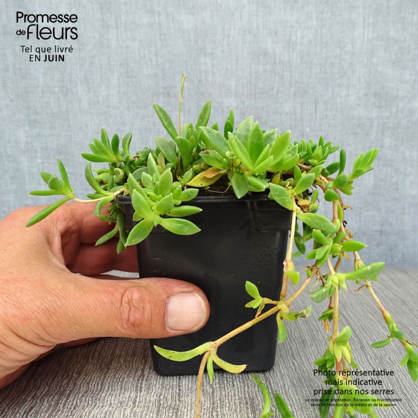 Amostra de Delosperma cooperi Vaso de 7/8 cm tal como entregue no verão