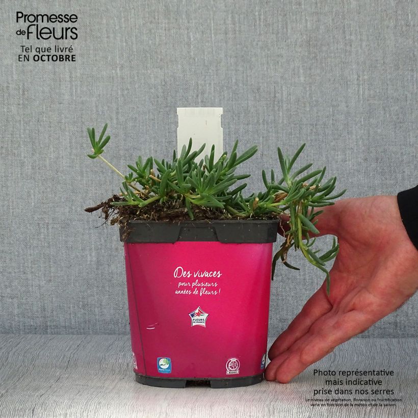 Amostra de Delosperma cooperi Vaso de 2 L/3 L tal como entregue no outono