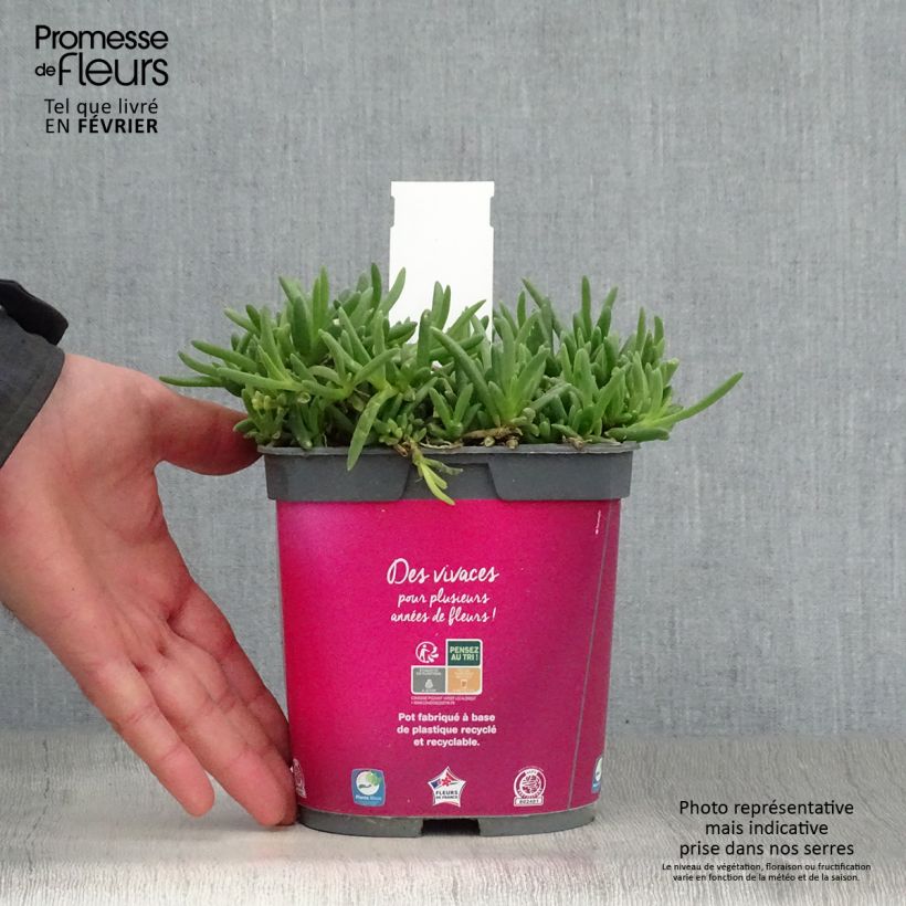 Amostra de Delosperma cooperi - Pourpier de Cooper Vaso de 2 L/3 L tal como entregue no inverno