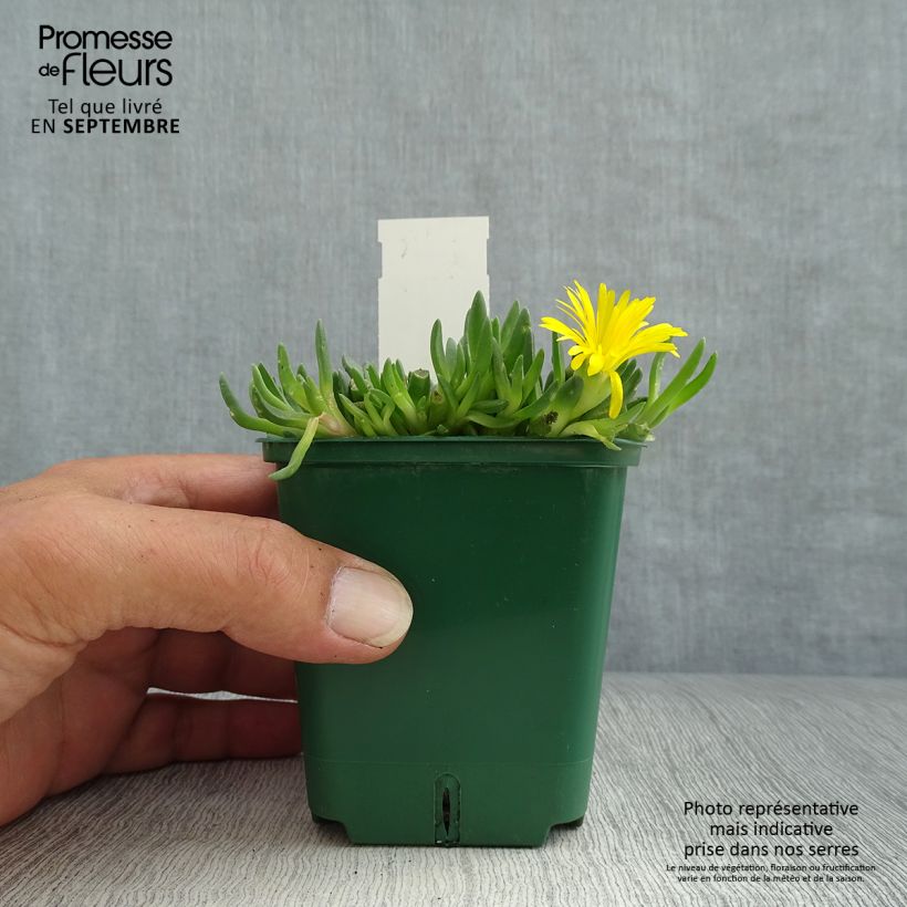 Amostra de Delosperma deschampsii Vaso de 8/9 cm tal como entregue no outono