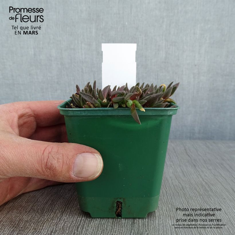 Amostra de Delosperma deschampsii Vaso de 8/9 cm tal como entregue no inverno
