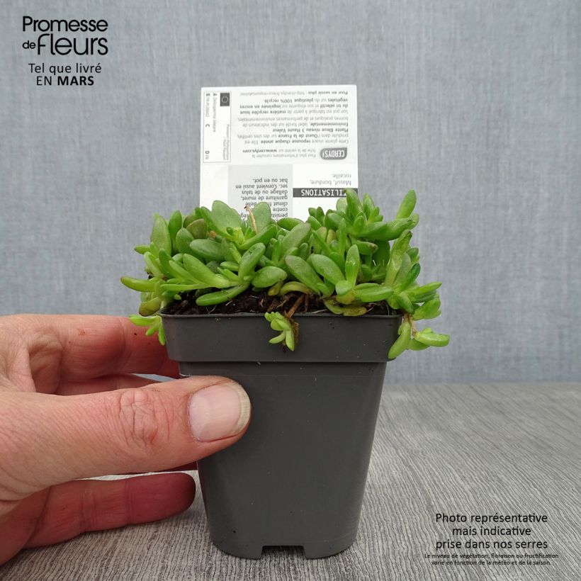 Amostra de Delosperma lineare Vaso de 8/9 cm tal como entregue na primavera