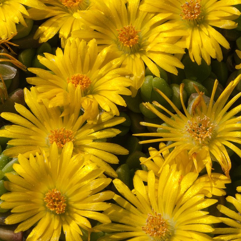 Delosperma lineare (Floração)